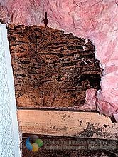 Décontamination Qc