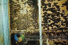 Décontamination Qc