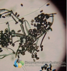 Décontamination Qc
