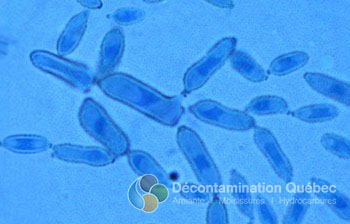 Décontamination Qc