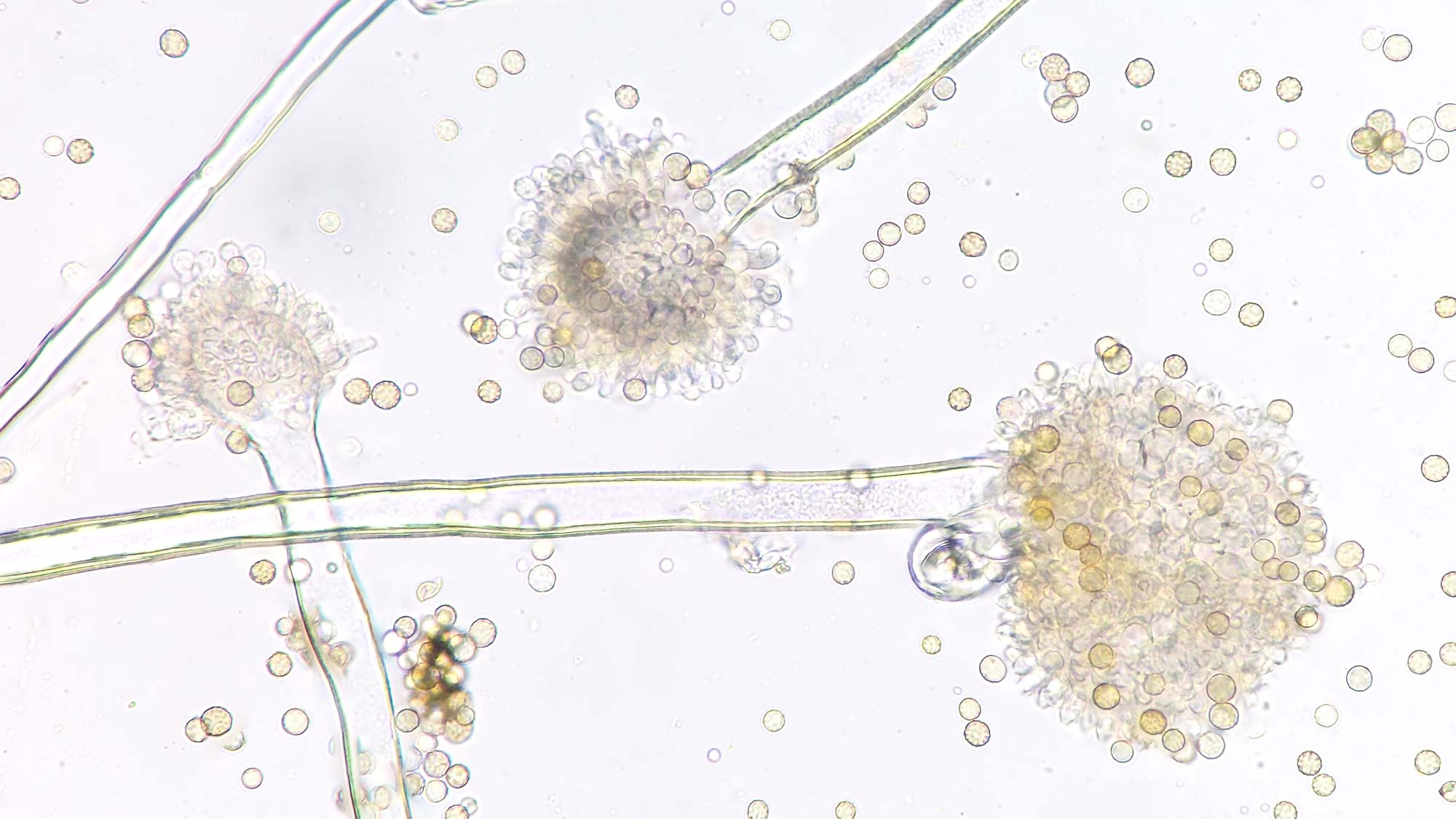 Décontamination Qc